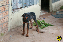bresil.porto_.alegre.2005-154