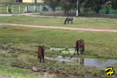 bresil.porto_.alegre.2005-156