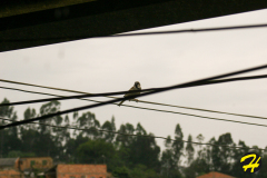 bresil.porto_.alegre.2005-413 bresil.porto_.alegre.2005-413